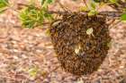 USA, New Mexico. Honey bees swarming. Art Print
